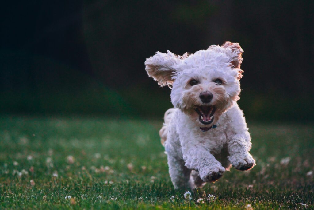 Happy dog,wax melts